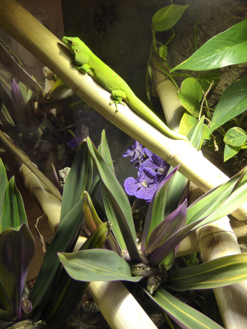 Vanda Orchidee in unserem Terrarium