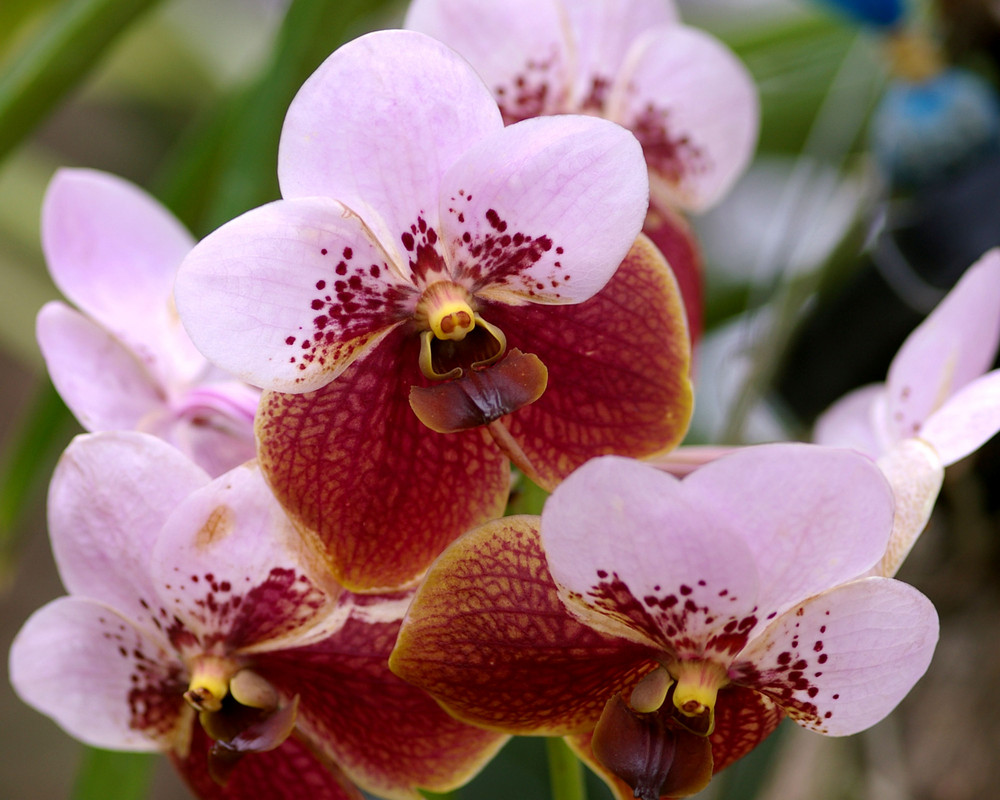 Vanda sanderiana