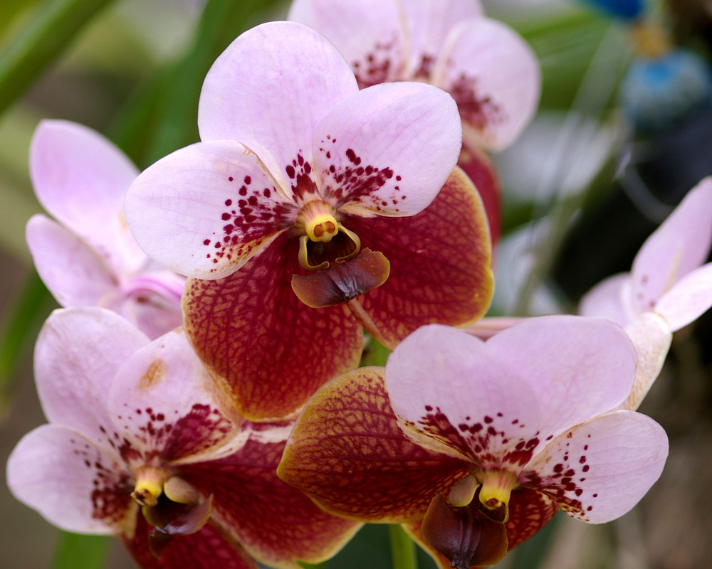 Vanda sanderiana photo image asia philippines Vanda sanderiana photo image asia philippines
