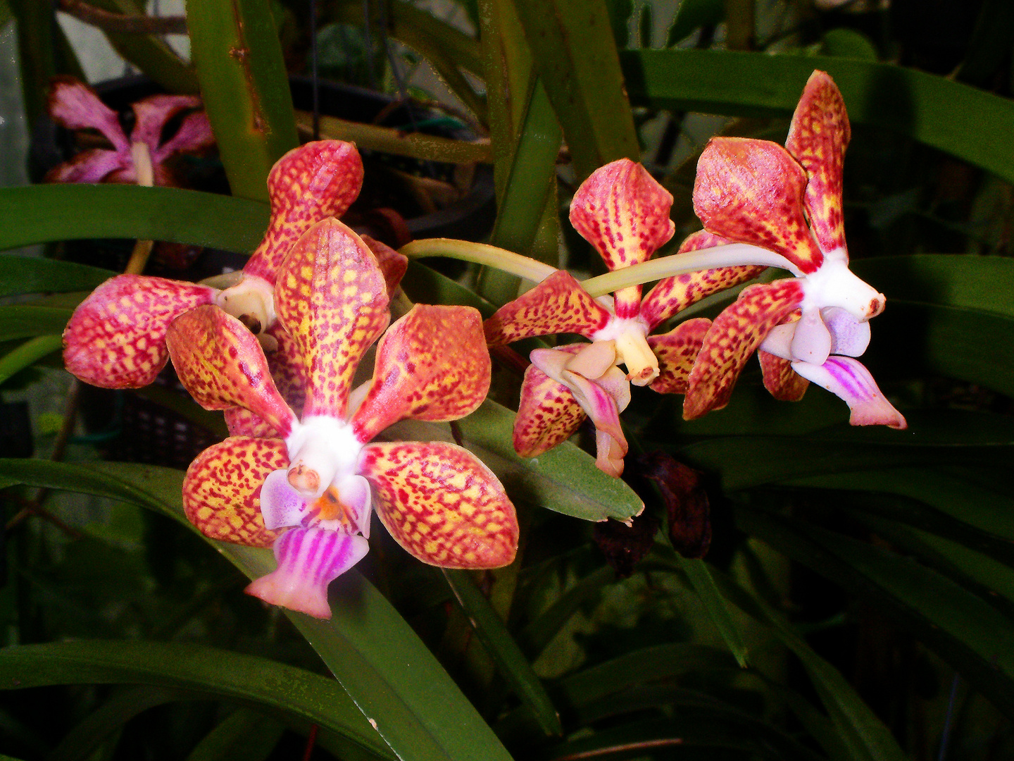 Vanda tessellata