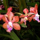 Vanda tessellata