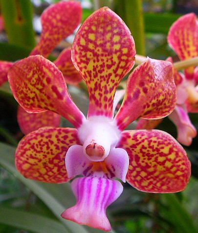 Vanda tessellata, Orchid / Orchidee