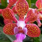 Vanda tessellata, Orchid / Orchidee