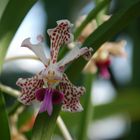 Vanda tricolor