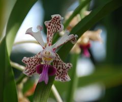 Vanda tricolor