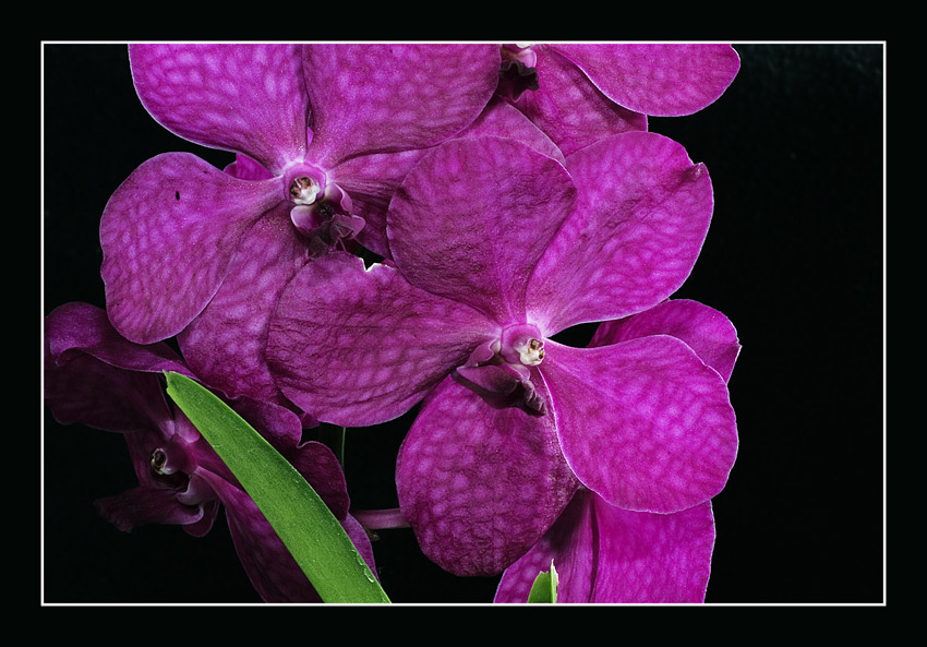 Vanda, violett