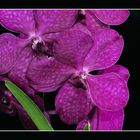 Vanda, violett