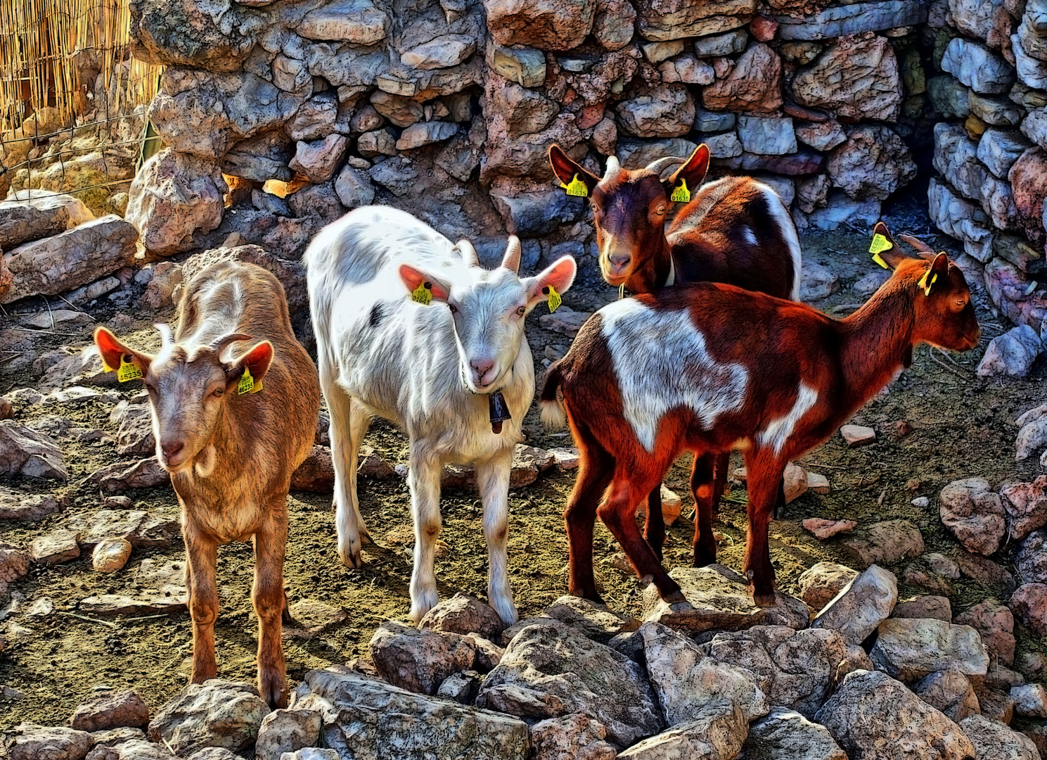 Vandellòs - Masies Castelló (cabrits) - Baix Camp