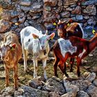 Vandellòs - Masies Castelló (cabrits) - Baix Camp