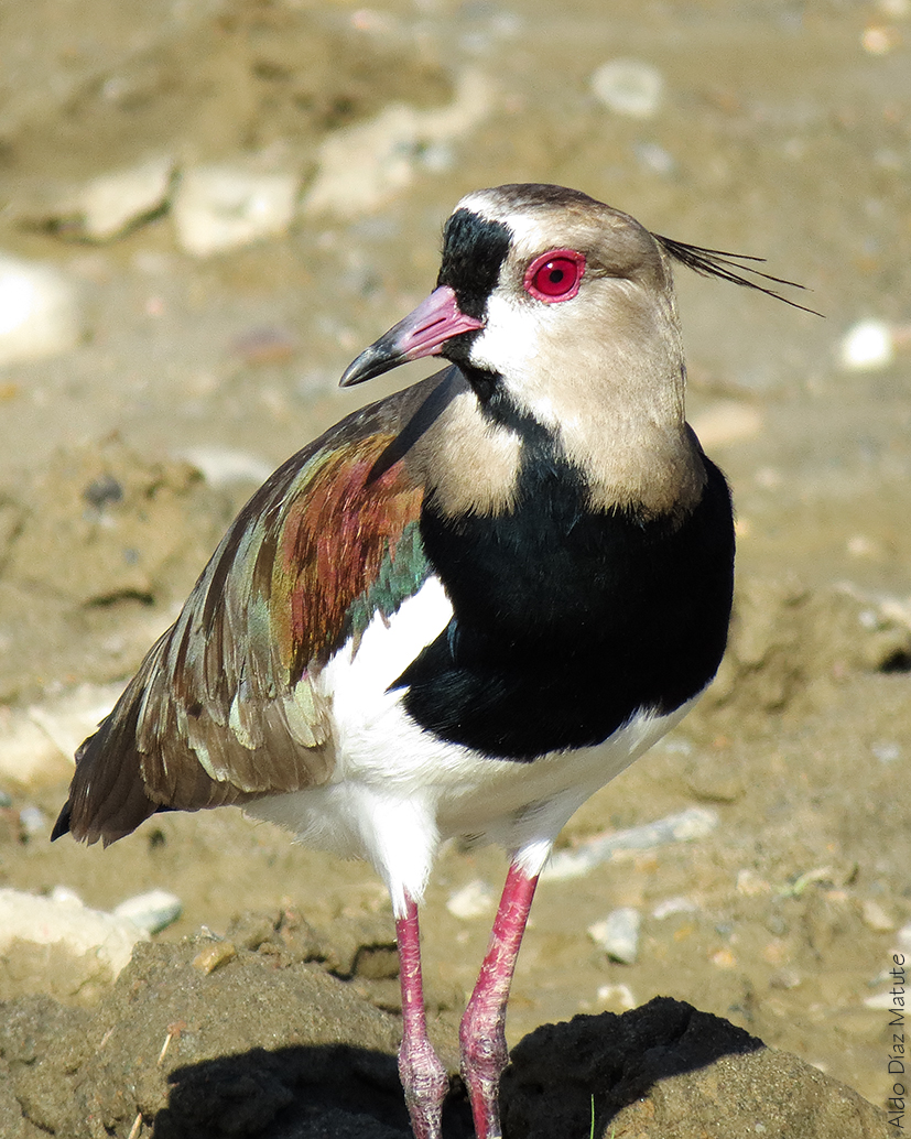 Vanellus chilensis