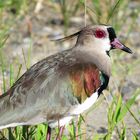 Vanellus chilensis