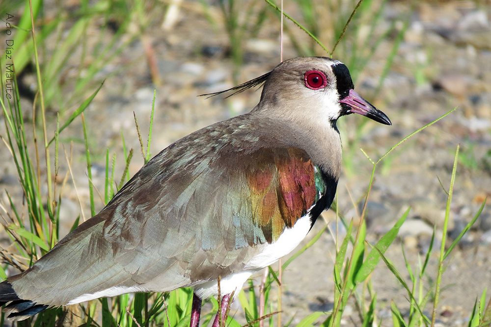 Vanellus chilensis