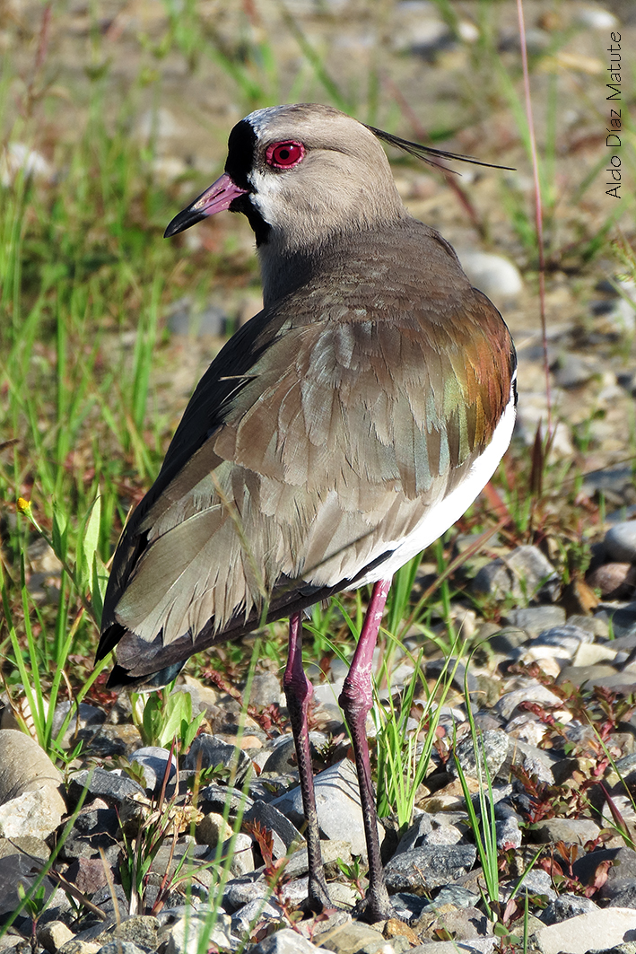 Vanellus chilensis