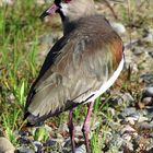 Vanellus chilensis