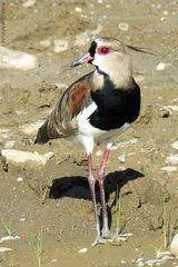 Vanellus chilensis