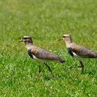 Vanellus chilensis