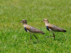 Vanellus chilensis