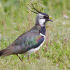 Vanellus in seinem Habitat, einer Rheinwiese am Niederrhein.....