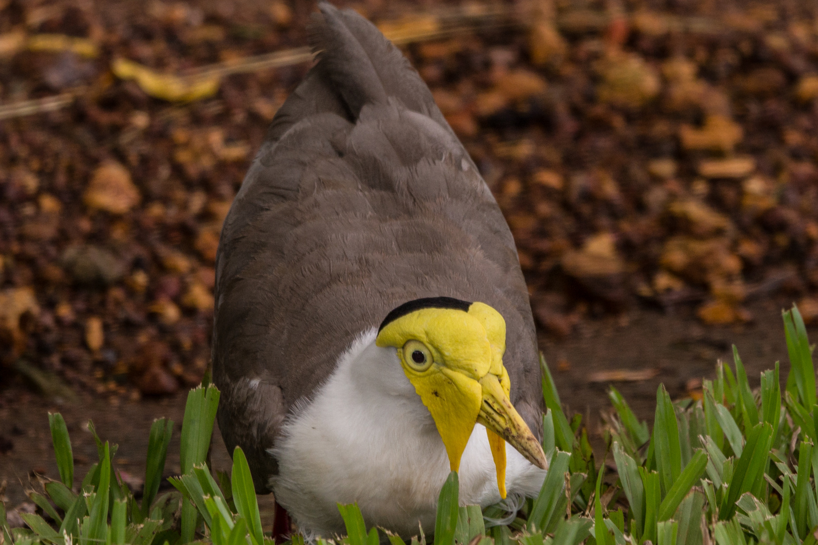 Vanellus miles / Maskenkibitz II