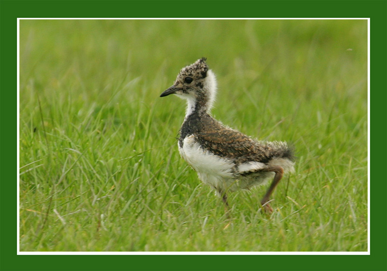 Vanellus vanellus ! Foto & Bild tiere, wildlife, wild lebende vögel