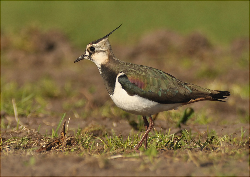 Vanellus vanellus