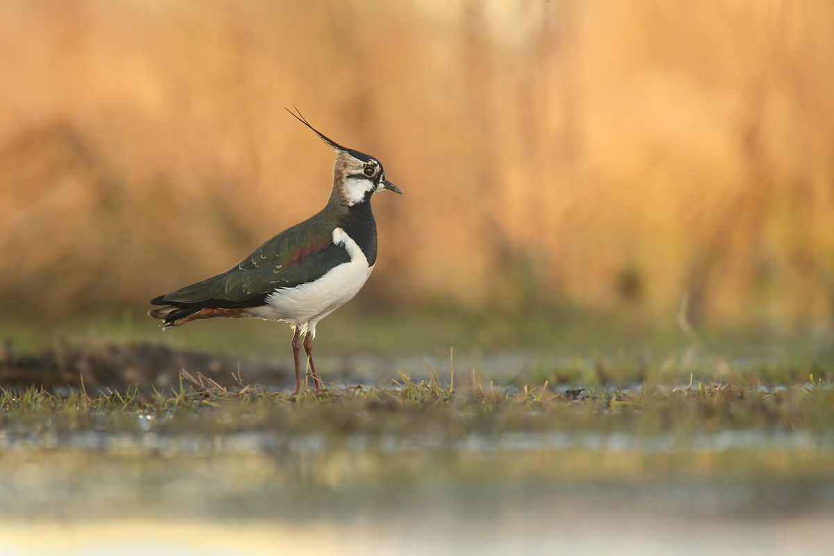 Vanellus vanellus