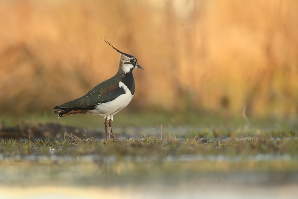 Vanellus vanellus Foto & Bild tiere, wildlife, wild lebende vögel