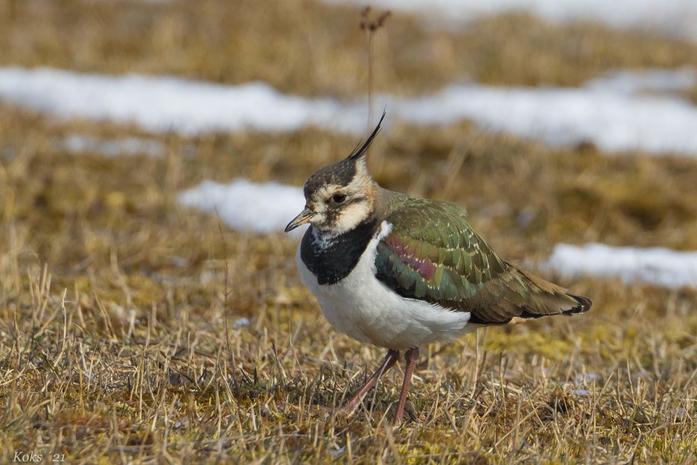 Vanellus vanellus