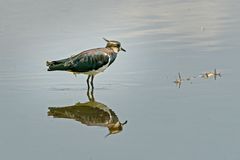 Vanellus vanellus