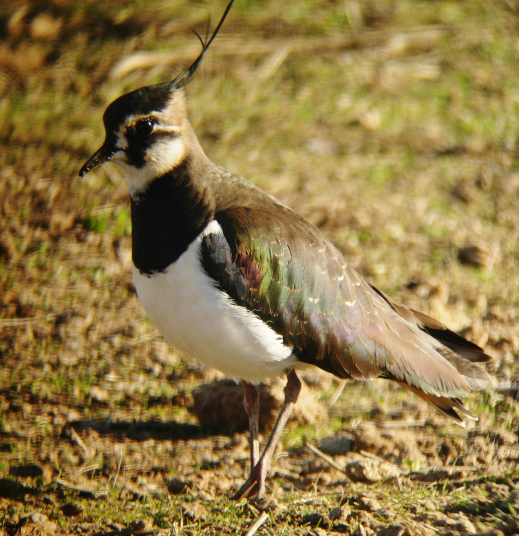 Vanellus vanellus