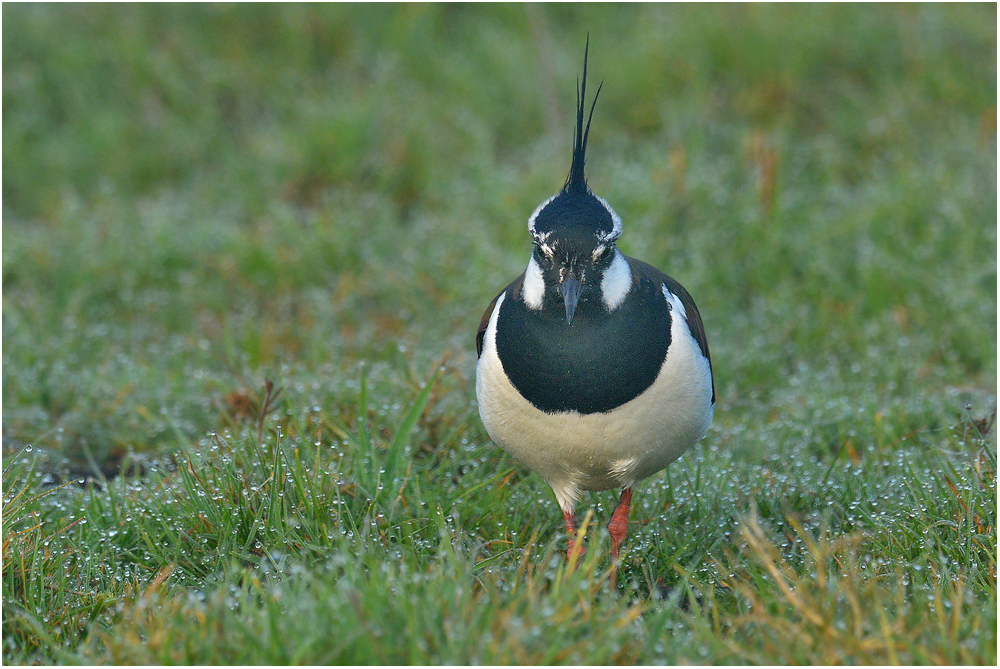 Vanellus vanellus - Kiebitz