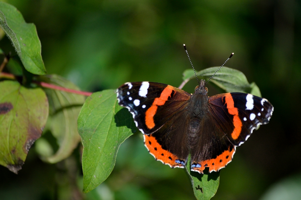 Vanesa atalanta