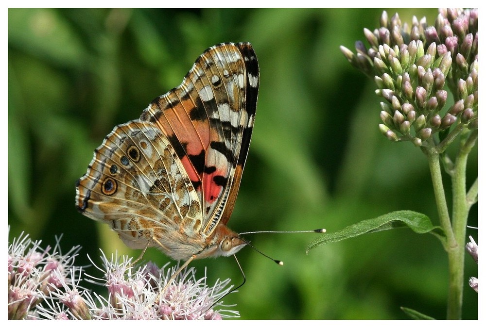 Vanessa atalanta ?