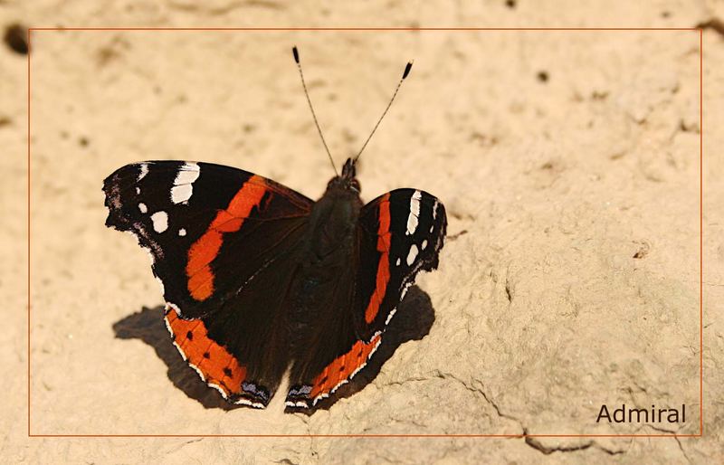 Vanessa atalanta