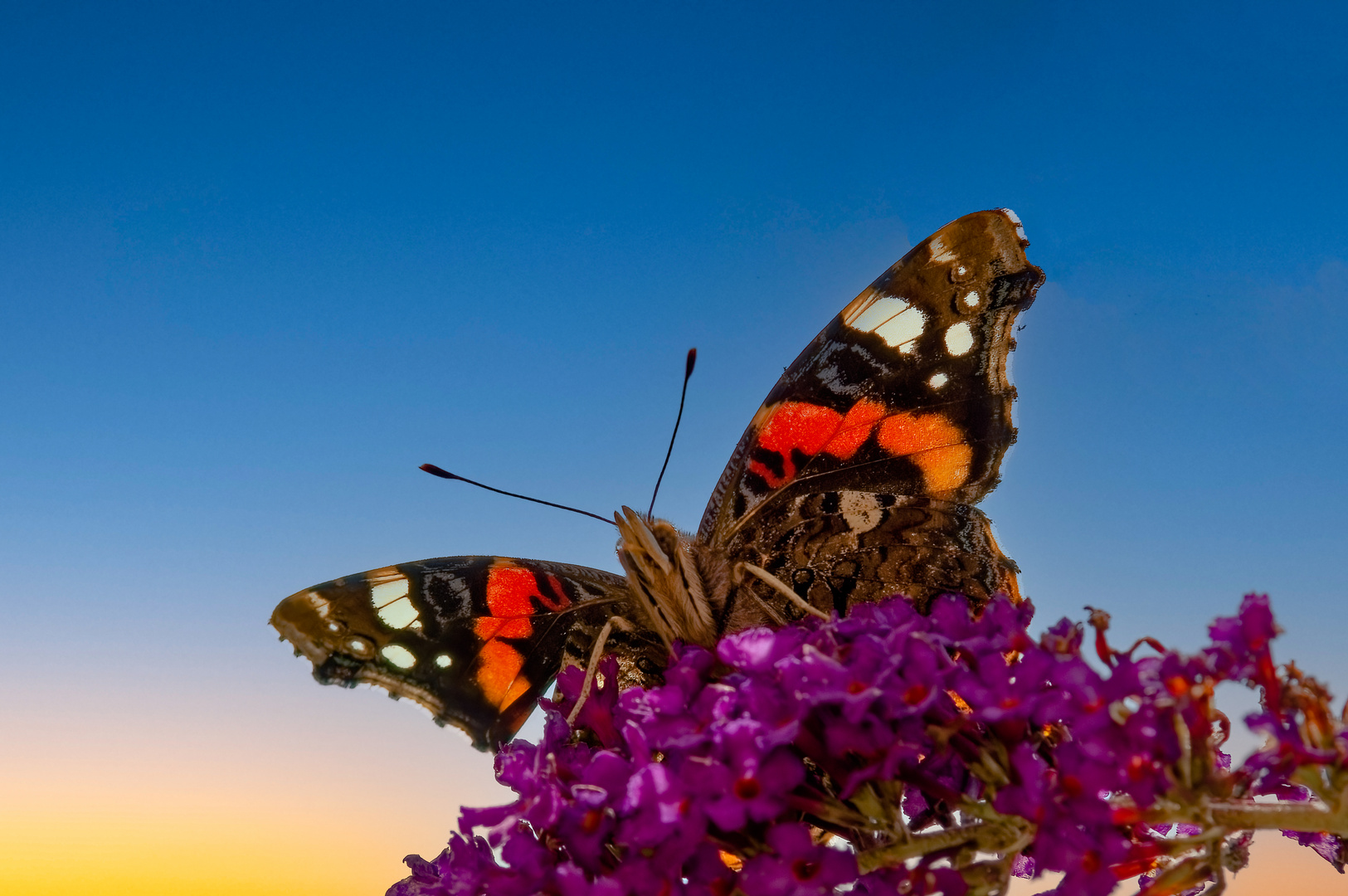 Vanessa atalanta