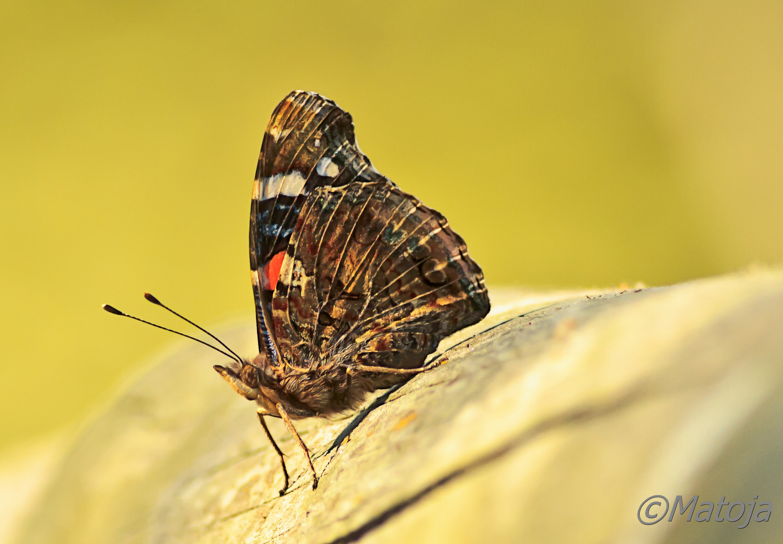 Vanessa Atalanta 2