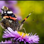 Vanessa atalanta