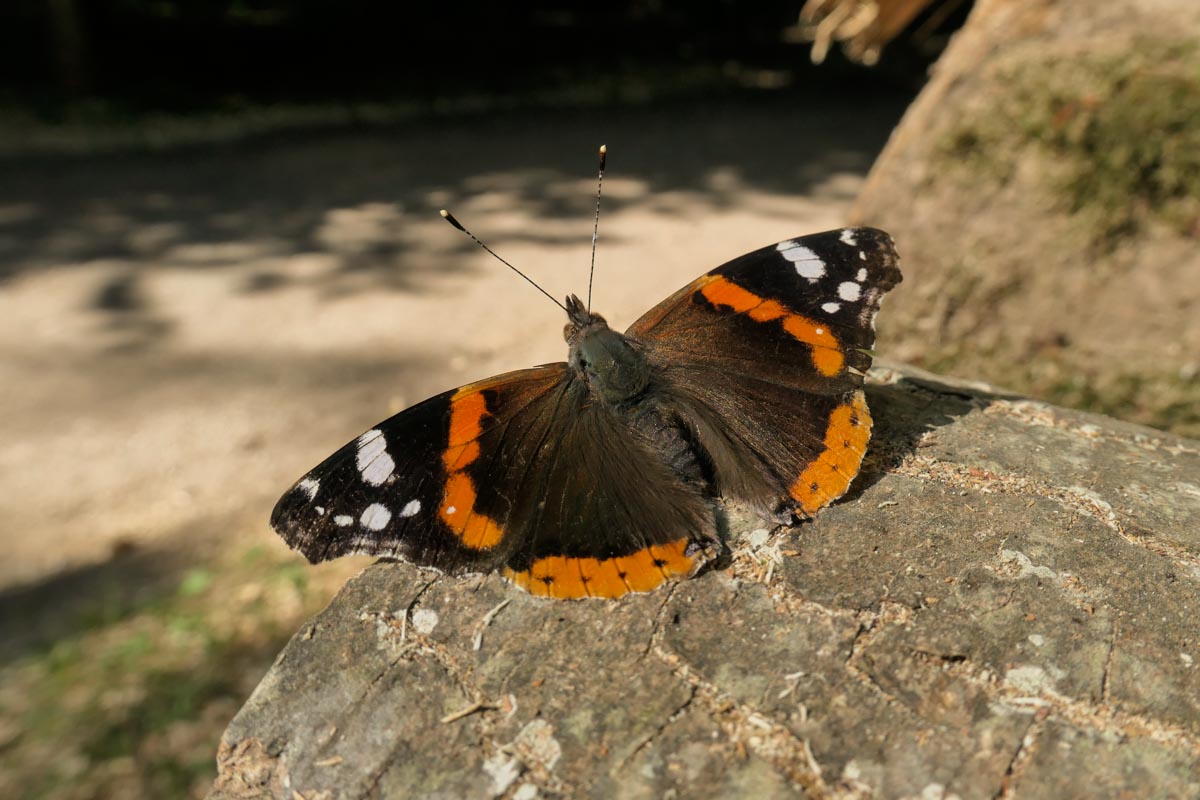 Vanessa atalanta