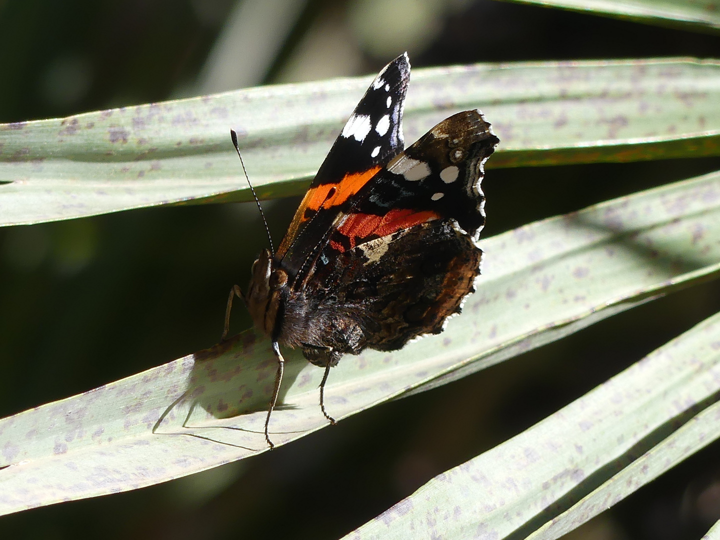 Vanessa atalanta