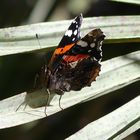 Vanessa atalanta