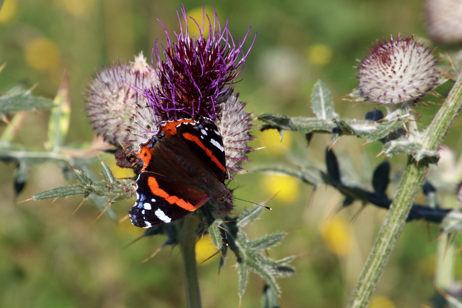 Vanessa atalanta