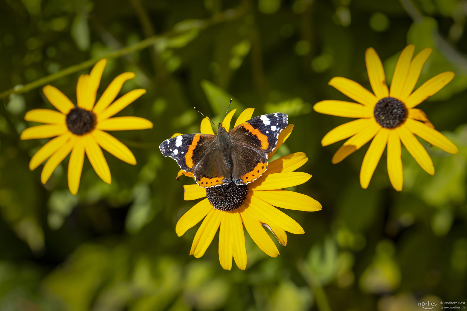 Vanessa Atalanta