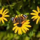 Vanessa Atalanta