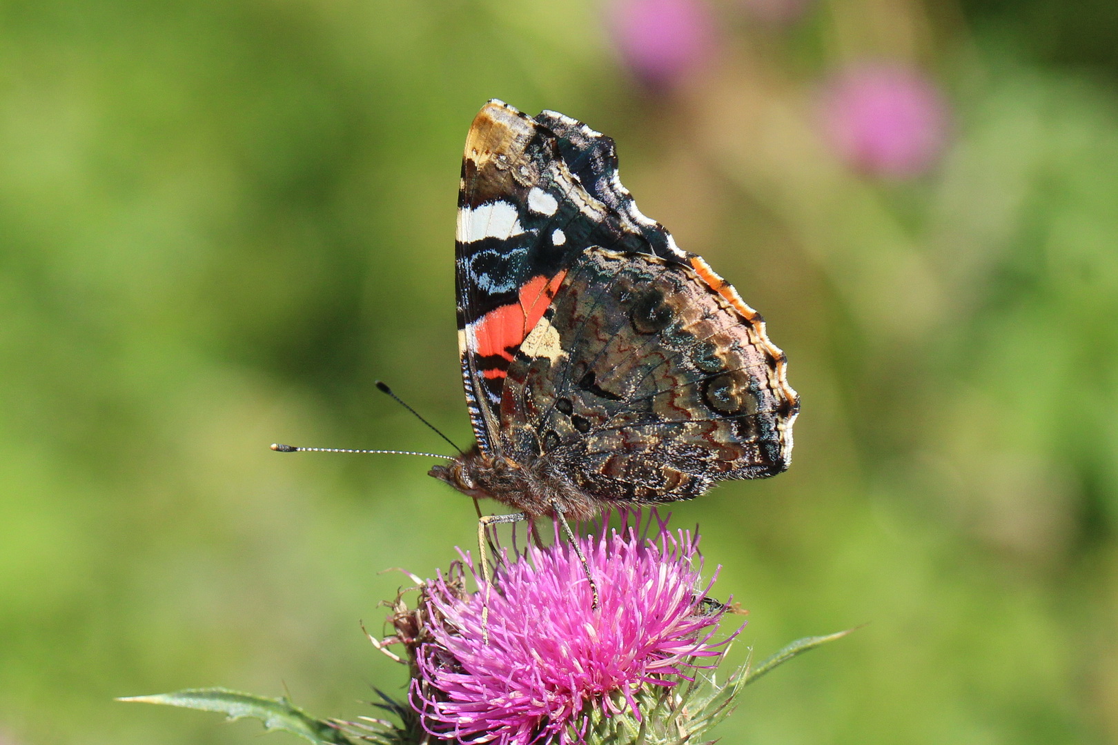 Vanessa atalanta