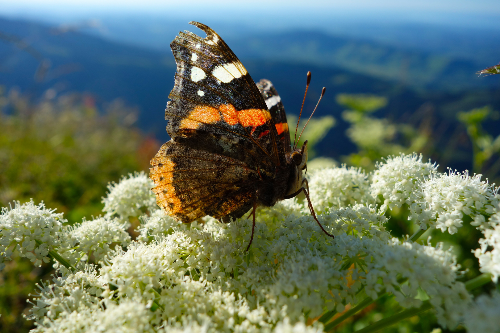 Vanessa atalanta