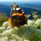 Vanessa atalanta