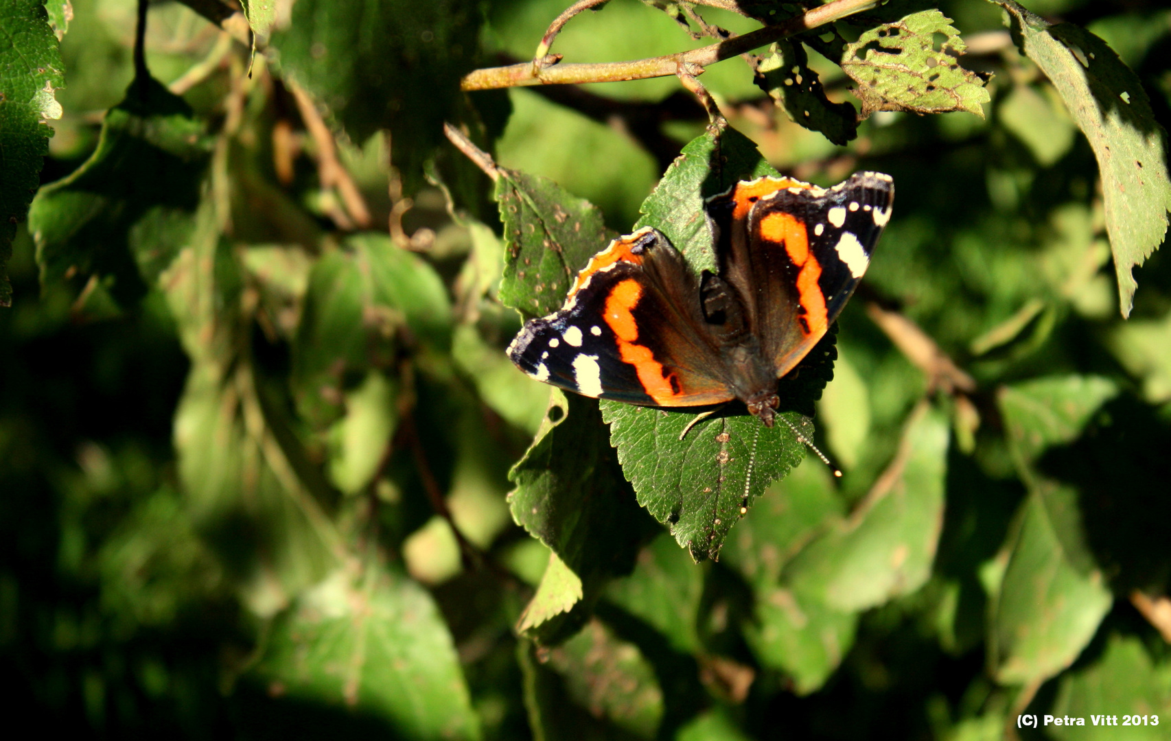 Vanessa Atalanta