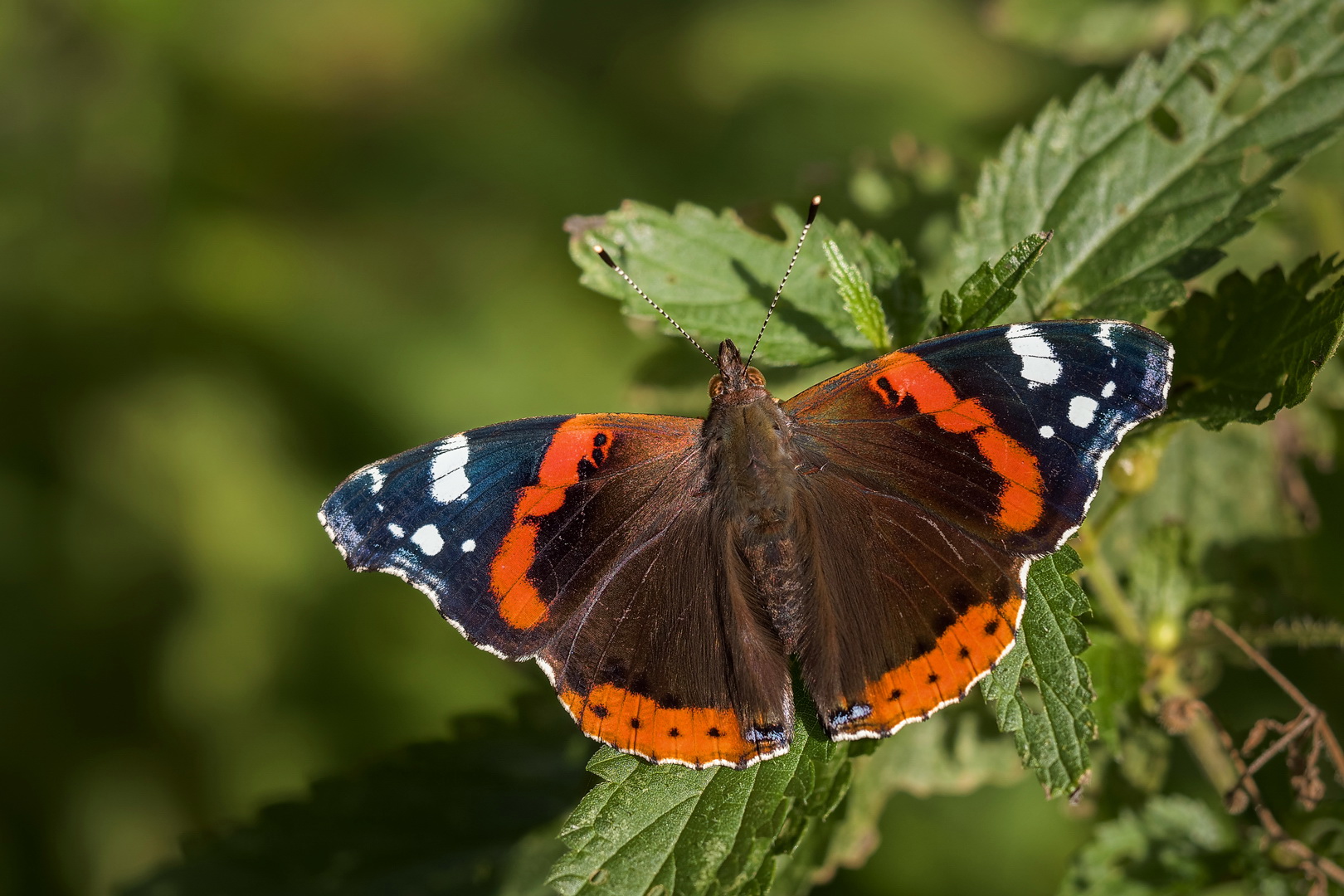 Vanessa Atalanta