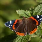 Vanessa Atalanta