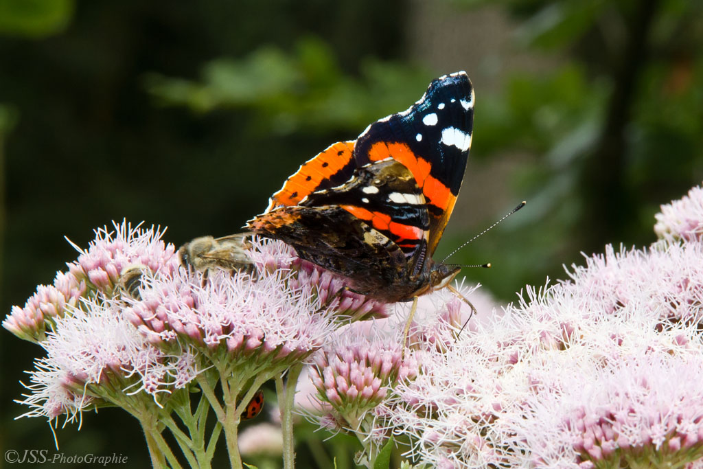 Vanessa atalanta